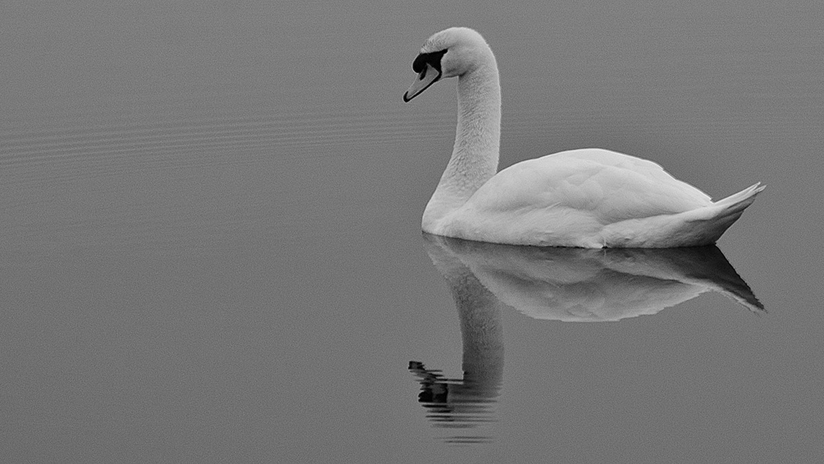 10 Mute Swan